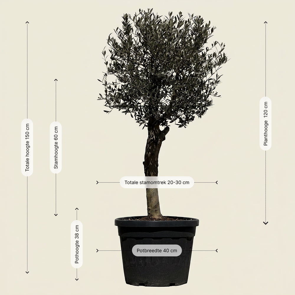 Olijfboom met verzorgde kroon en slanke stam