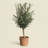 Olijfboom met verzorgde kroon en slanke stam