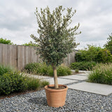 Olijfboom met verzorgde kroon en slanke stam