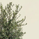 Olijfboom met verzorgde kroon en slanke stam