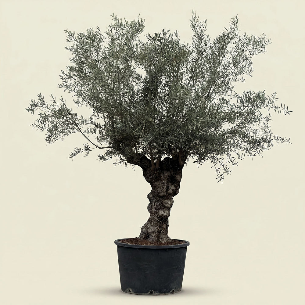Olijfboom bonsai - 240 cm