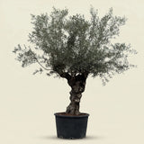 Olijfboom bonsai - 240 cm