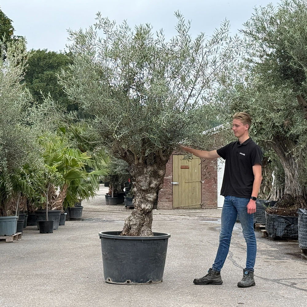 Olijfboom bonsai - 240 cm