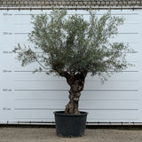 Olijfboom bonsai - 240 cm