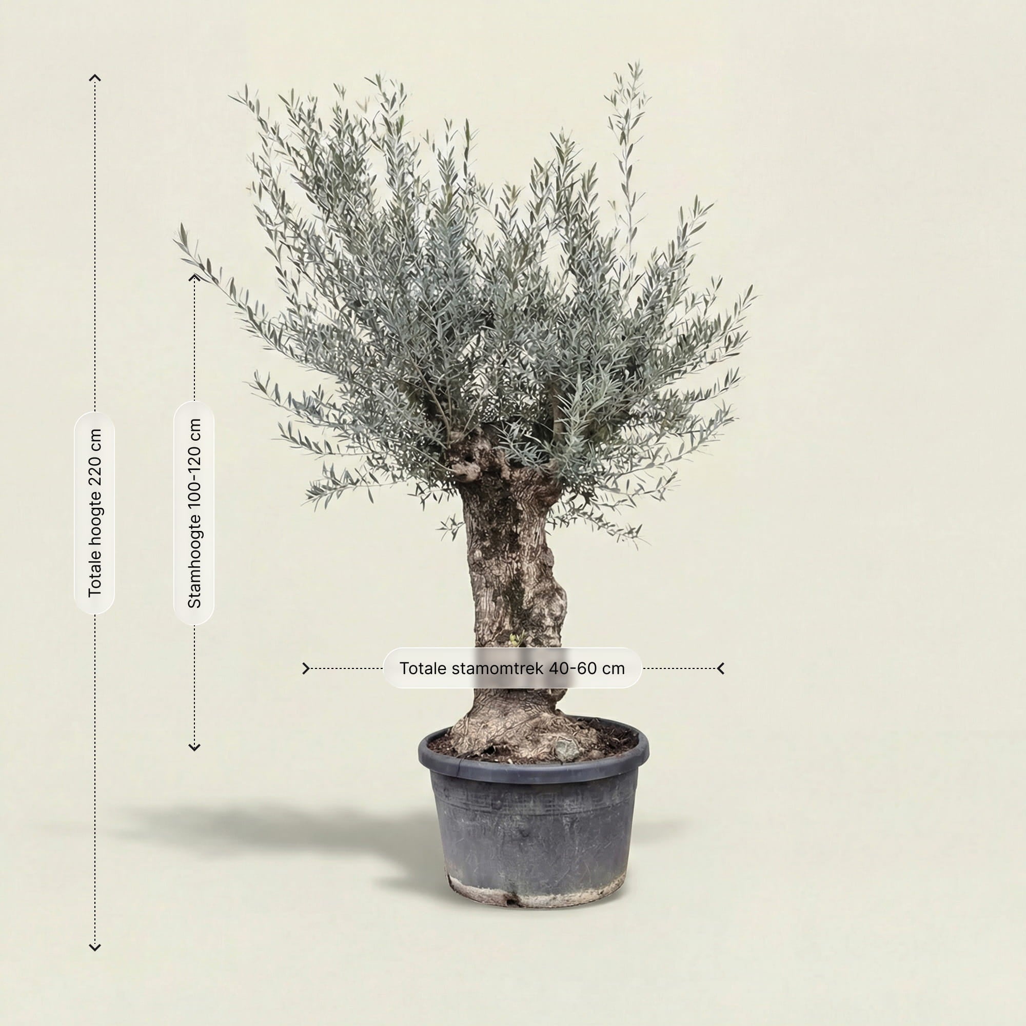 Olijfboom bonsai - 220 cm