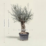 Olijfboom bonsai - 220 cm
