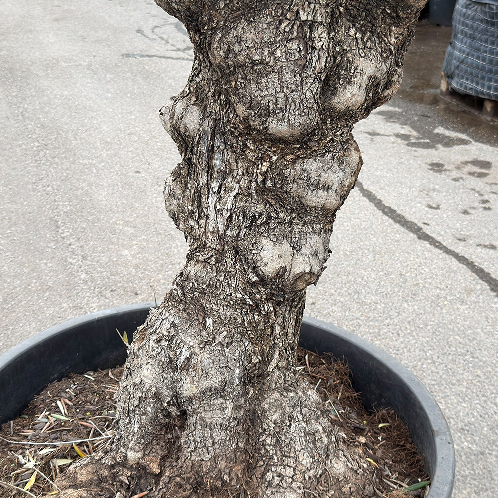 Olijfboom bonsai - 240 cm