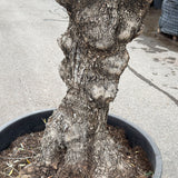 Olijfboom bonsai - 240 cm