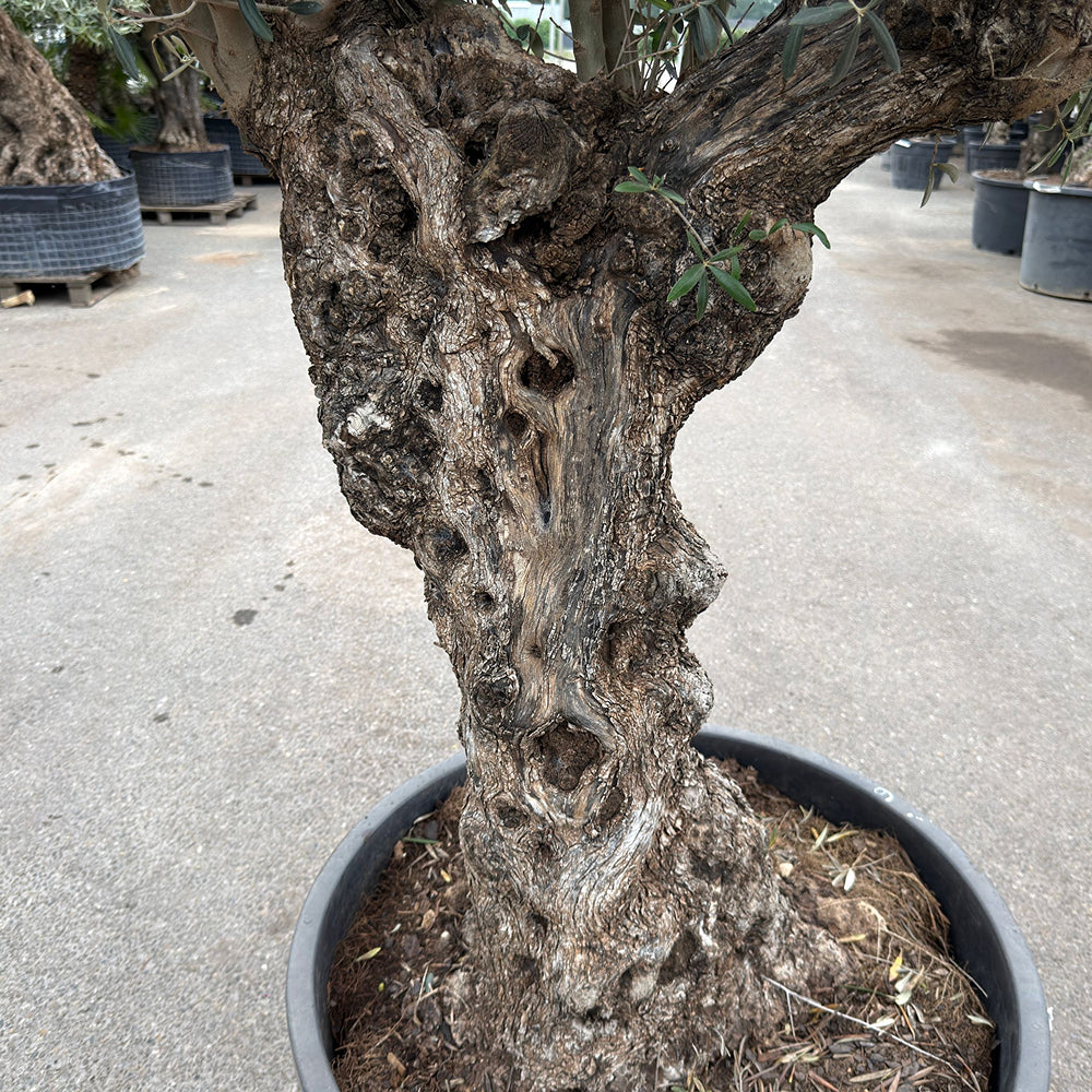 Olijfboom bonsai - 240 cm