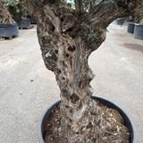 Olijfboom bonsai - 240 cm