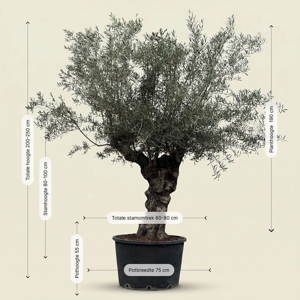 Olijfboom bonsai - 240 cm