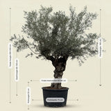 Olijfboom bonsai - 240 cm
