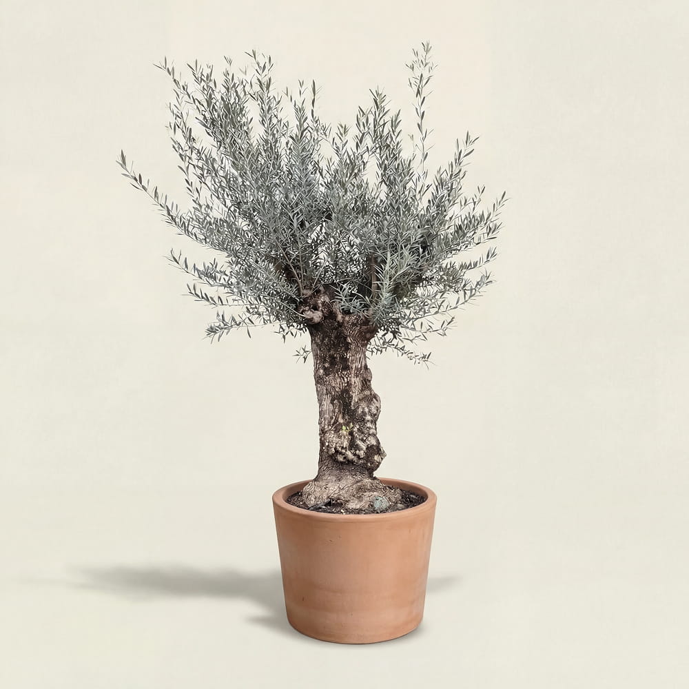 Olijfboom bonsai - 220 cm