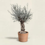 Olijfboom bonsai - 220 cm