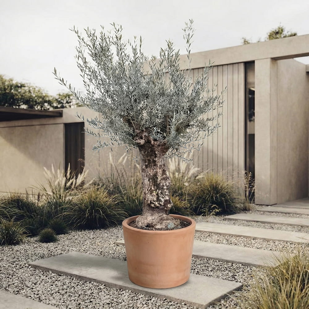 Olijfboom bonsai - 220 cm