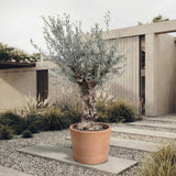 Olijfboom bonsai - 220 cm