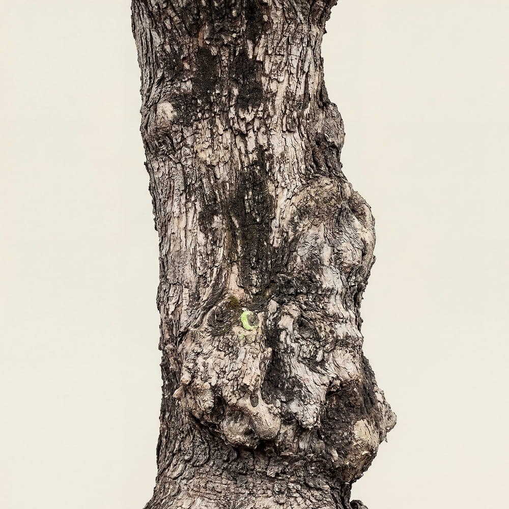 Olijfboom bonsai - 220 cm