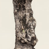 Olijfboom bonsai - 220 cm