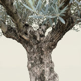 Olijfboom bonsai - 220 cm