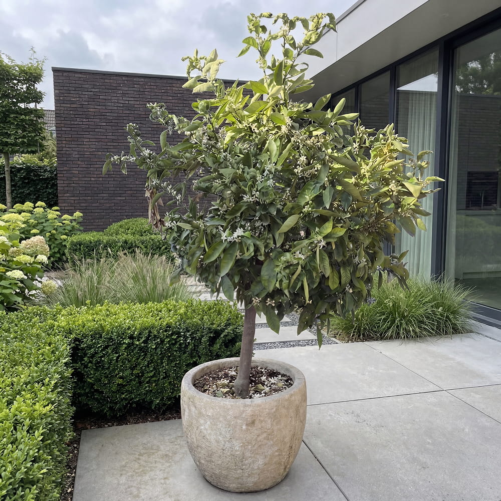 Mandarijnenboom