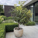Mandarijnenboom