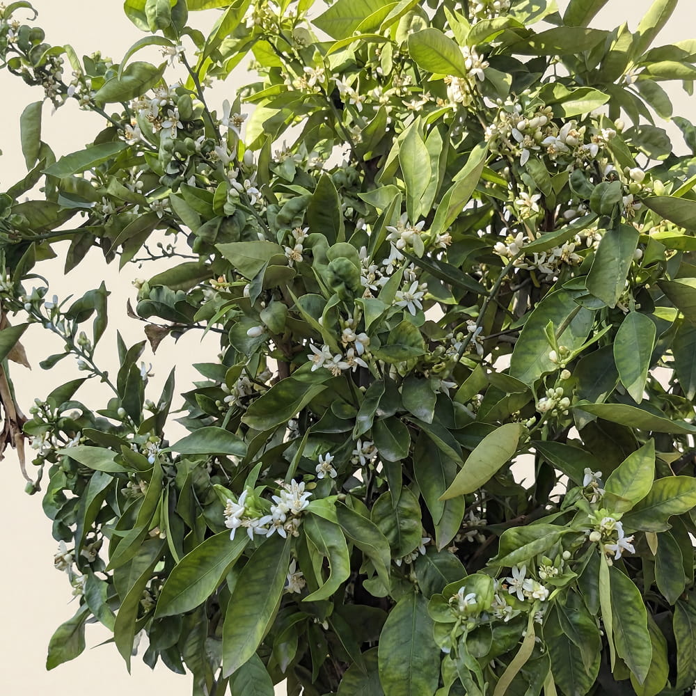 Mandarijnenboom