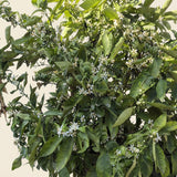 Mandarijnenboom