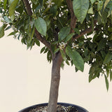 Mandarijnenboom