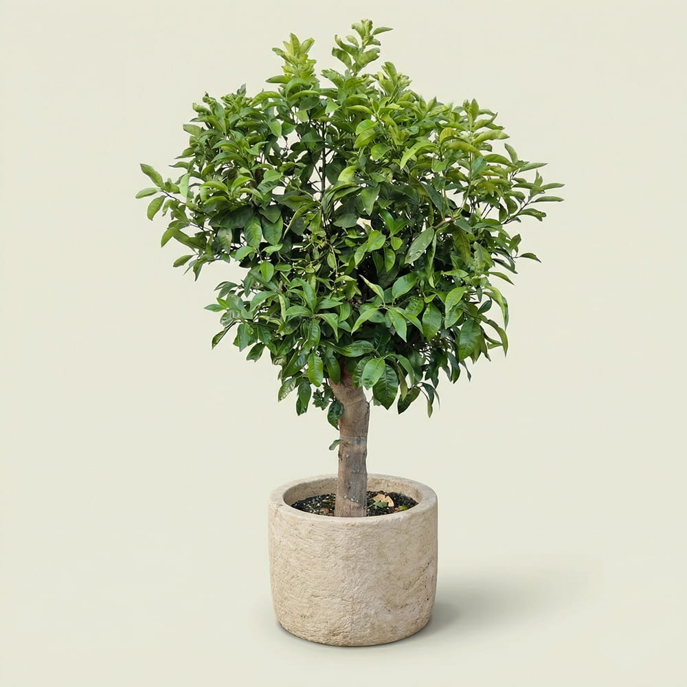 Sinaasappelboom