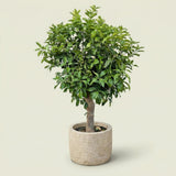 Sinaasappelboom