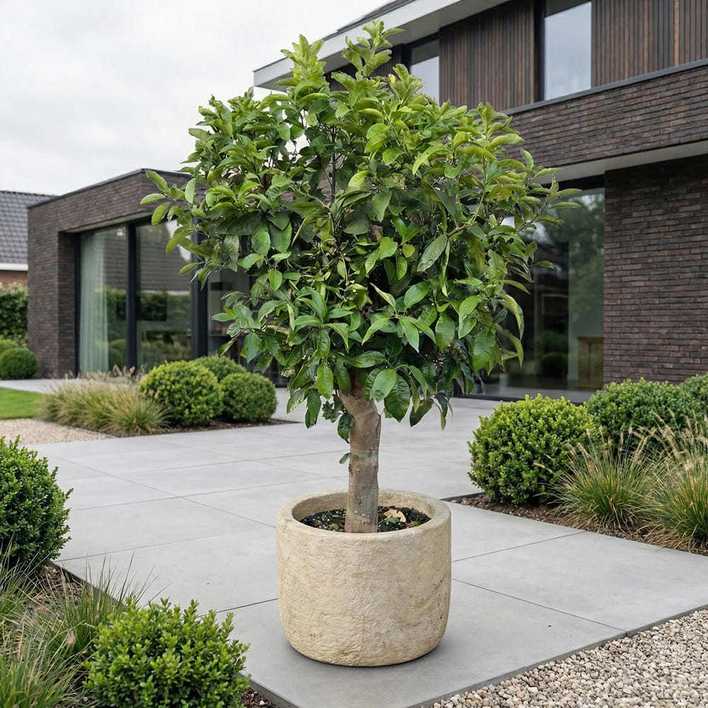 Sinaasappelboom
