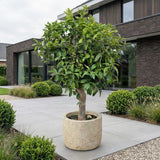 Sinaasappelboom