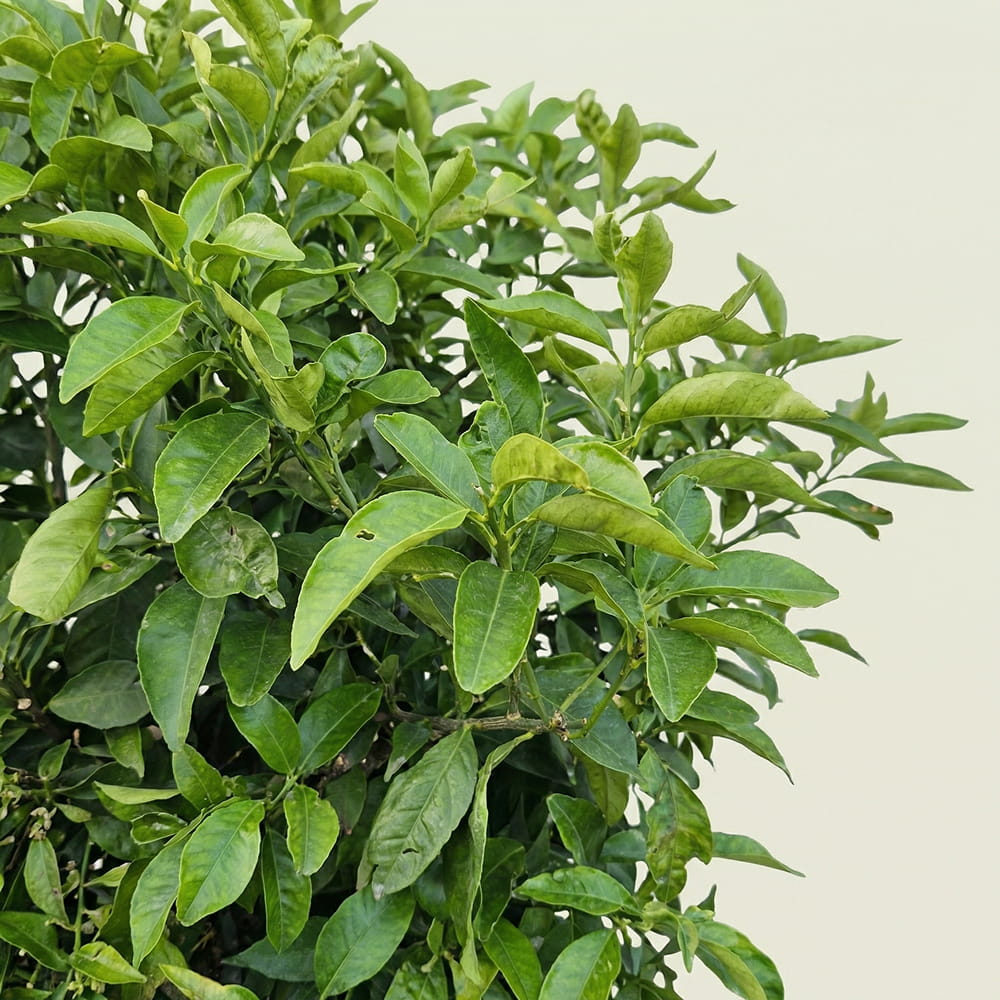 Sinaasappelboom