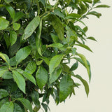 Sinaasappelboom