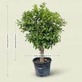 Sinaasappelboom