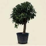 Grapefruitboom