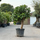 Grapefruitboom