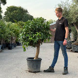 Grapefruitboom