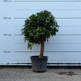 Grapefruitboom