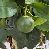 Grapefruitboom