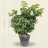 Grapefruitboom
