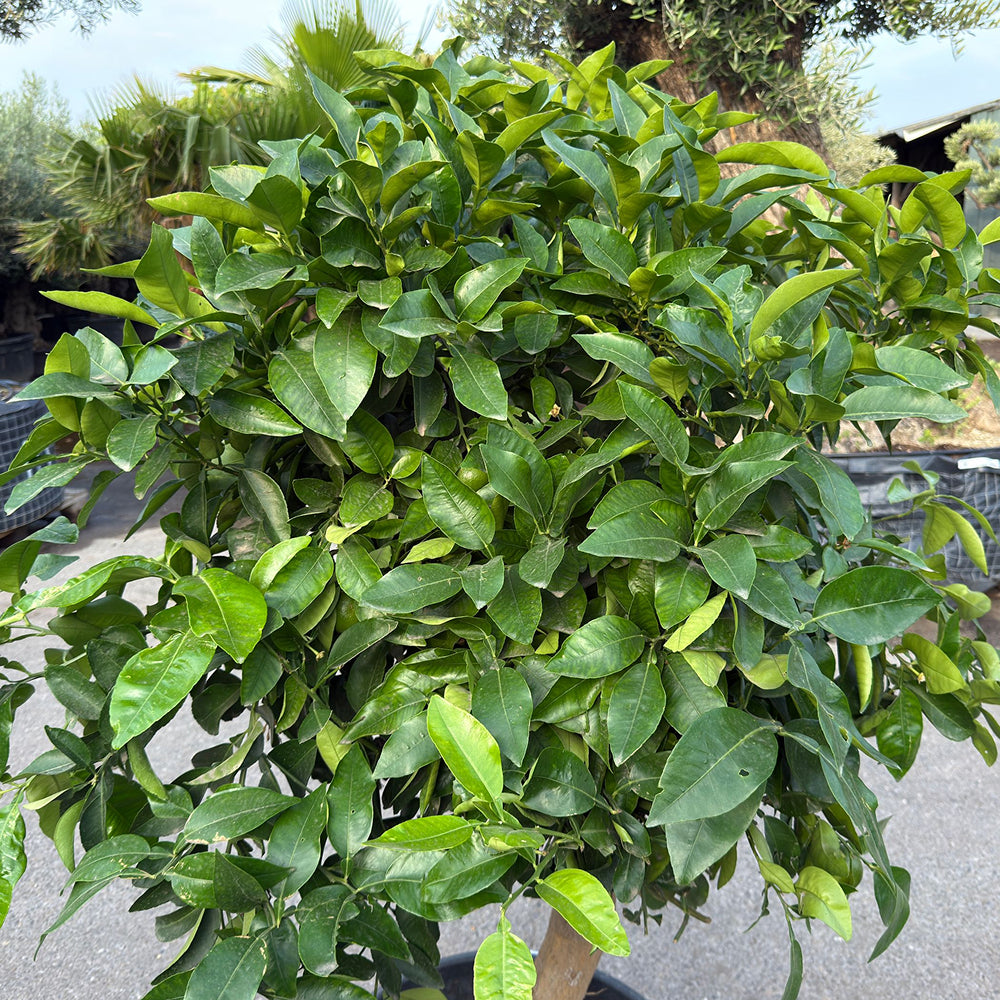 Grapefruitboom