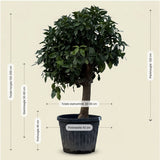 Grapefruitboom