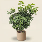 Grapefruitboom