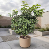 Grapefruitboom