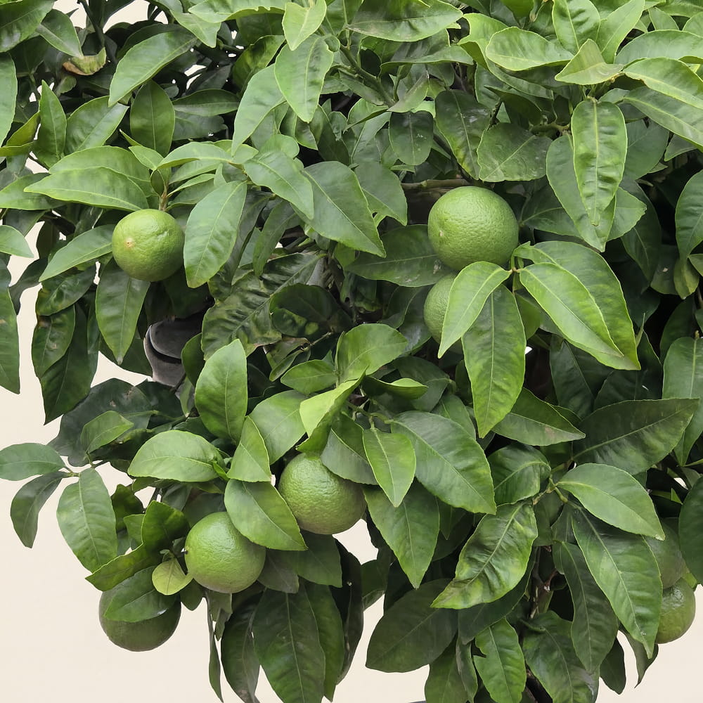 Grapefruitboom