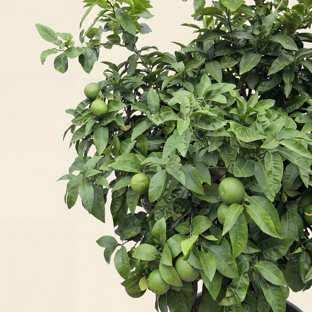 Grapefruitboom