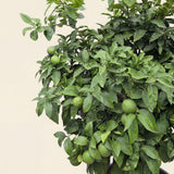 Grapefruitboom