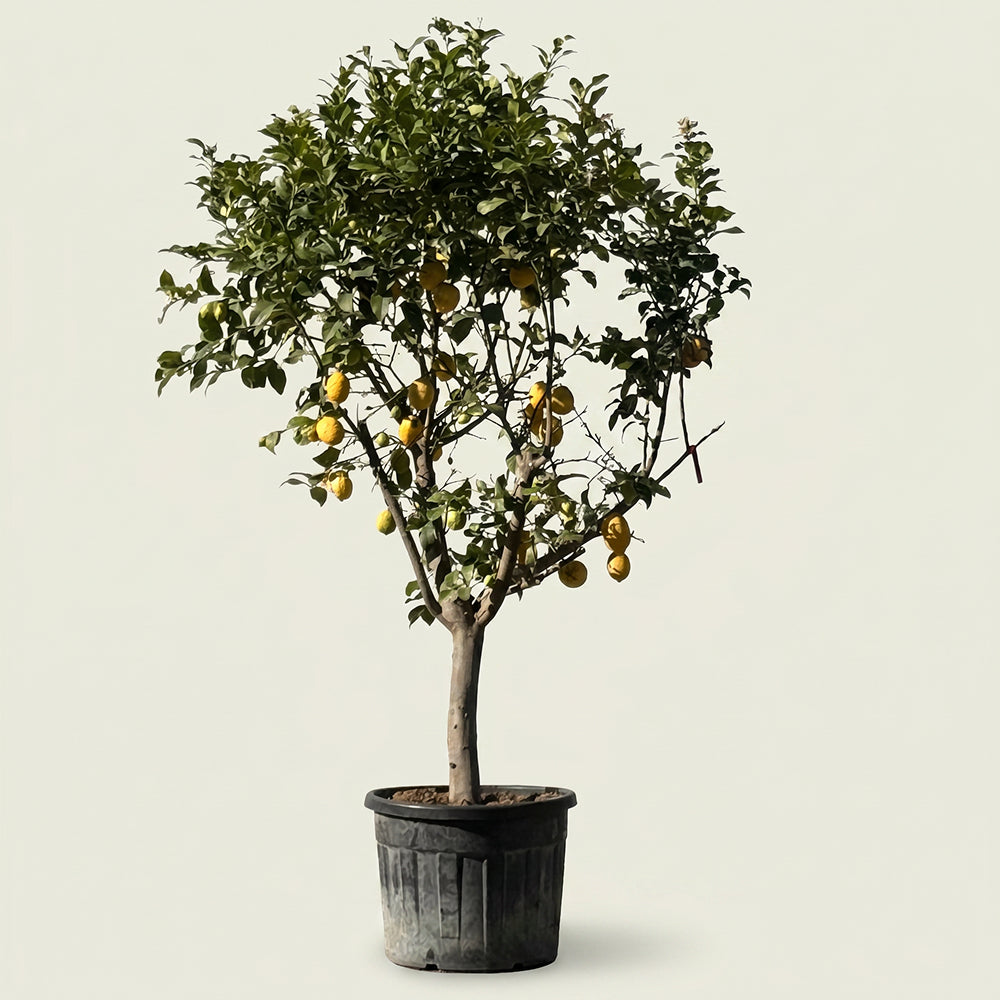 Citroenboom - 260 cm