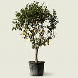 Citroenboom - 260 cm